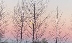 Fra date til kæreste