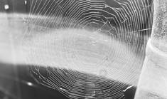 Traume & bevidst kærlighed